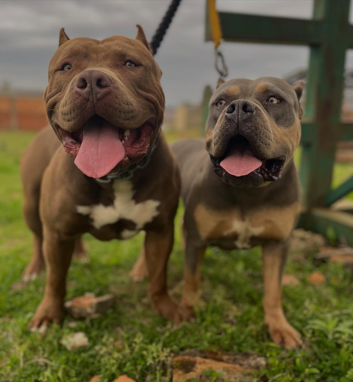 Conan e Monalisa da Ballin Bull Kennel