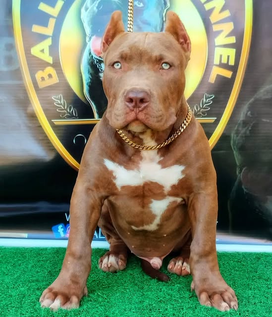 Pit Monster da Ballin Bull Kennel
