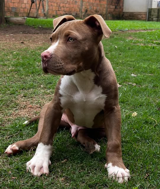 Filhote da Ballin Bull Kennel